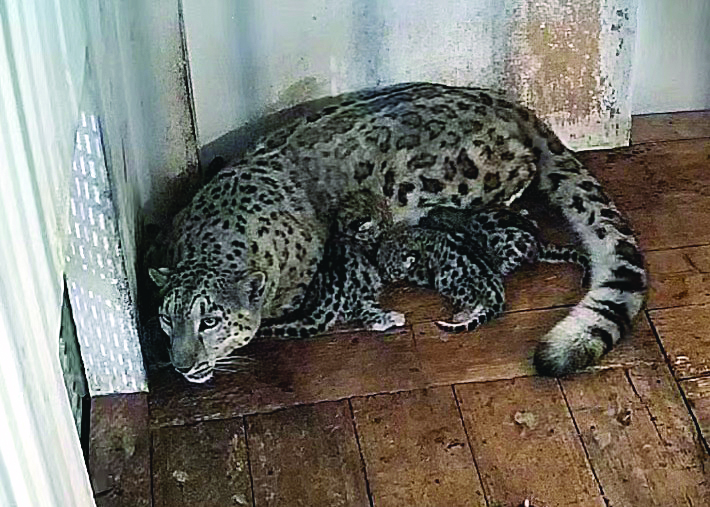 Darj Zoo declared zoo with the ‘highest captive snow leopard population in the world’ Darj Zoo declared zoo with the ‘highest captive snow leopard population in the world’