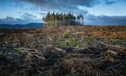 Alarming confirmation