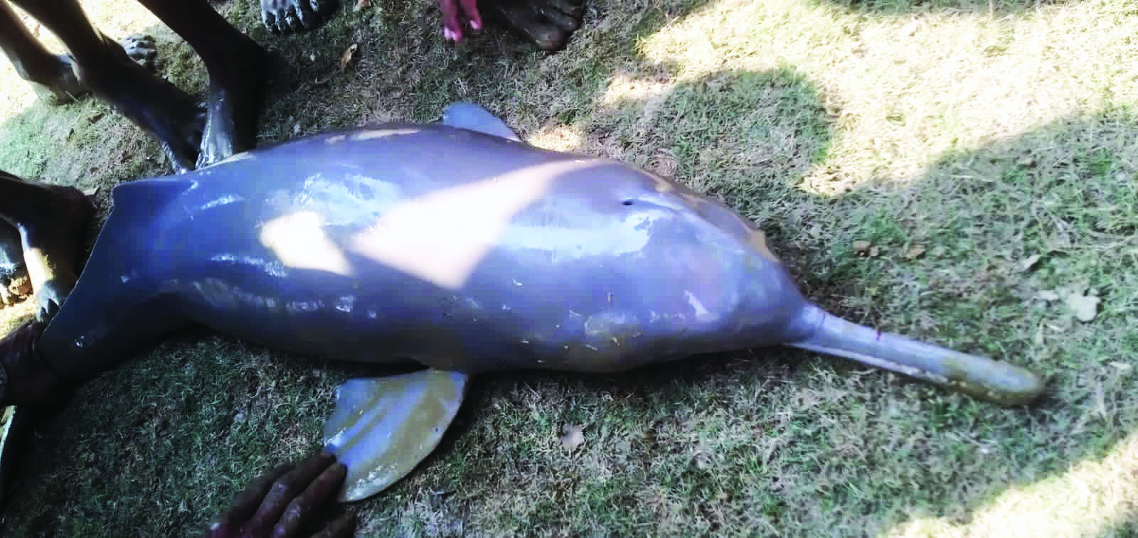 Forest dept, fishermen save Gangetic dolphin in Contai Forest dept, fishermen save Gangetic dolphin in Contai
