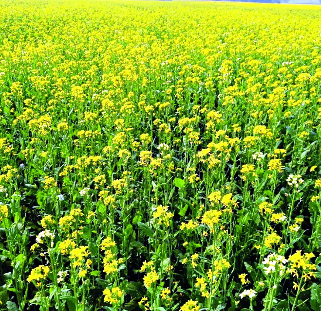 South Dinajpur pushes to produce improved varieties of mustard seed South Dinajpur pushes to produce improved varieties of mustard seed