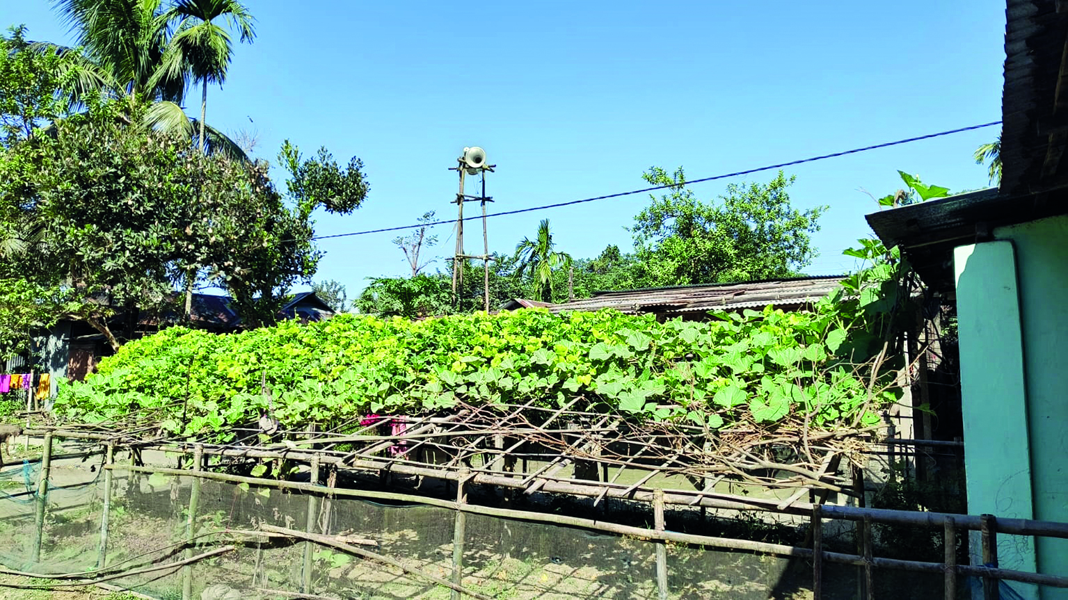 Teachers in Cooch Behar School start organic kitchen garden Teachers in Cooch Behar School start organic kitchen garden