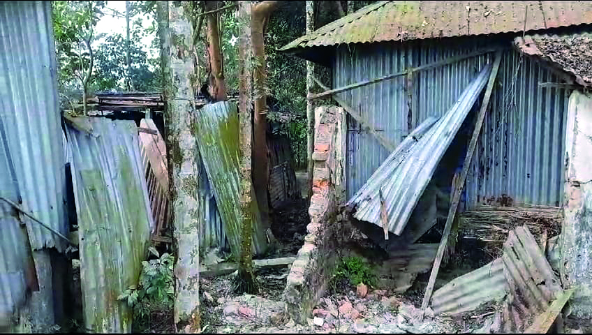 Elephant on rampage damages houses, crops Elephant on rampage damages houses, crops