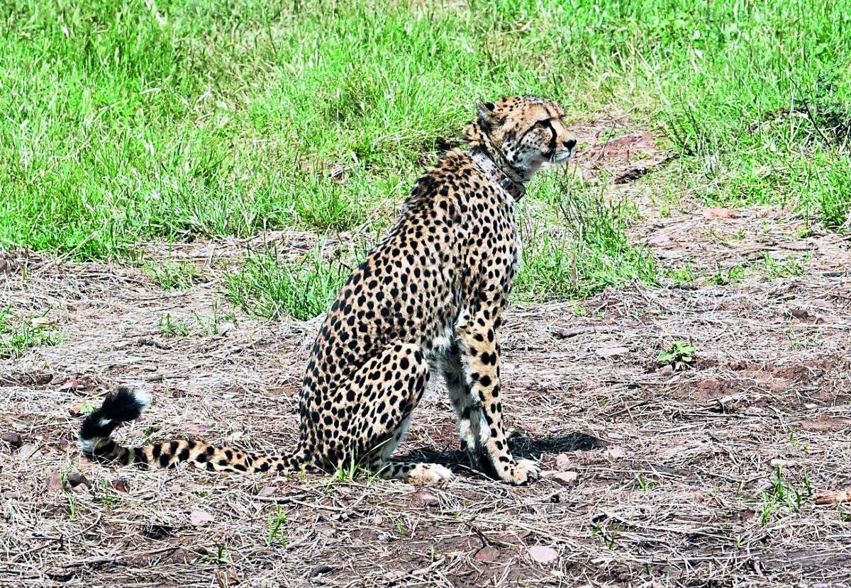Namibian cheetah Shaurya dies at MP’s Kuno park; 10th fatality so far