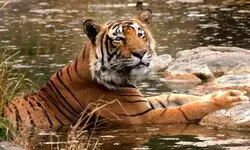 Madhya Pradesh: Tiger found dead in Bandhavgarh reserve, second big cat death in a week Madhya Pradesh: Tiger found dead in Bandhavgarh reserve, second big cat death in a week