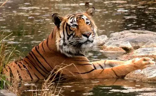 Madhya Pradesh: Tiger found dead in Bandhavgarh reserve, second big cat death in a week