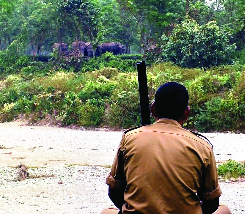 To monitor wildlife, Gorumara Wildlife Div makes use of hi-tech equipment