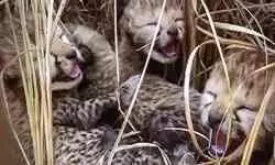 Three cubs born to Namibian cheetah at Kuno National Park