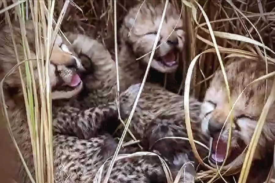 Three cubs born to Namibian cheetah at Kuno National Park