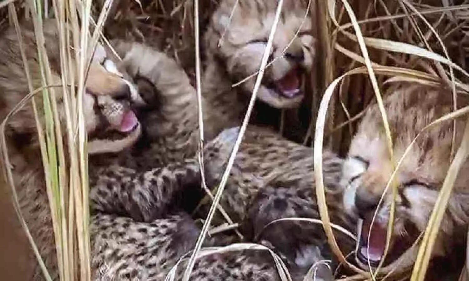 4 cubs born to Namibian cheetah at Kuno Park, not 3 confirms Union minister Bhupender Yadav