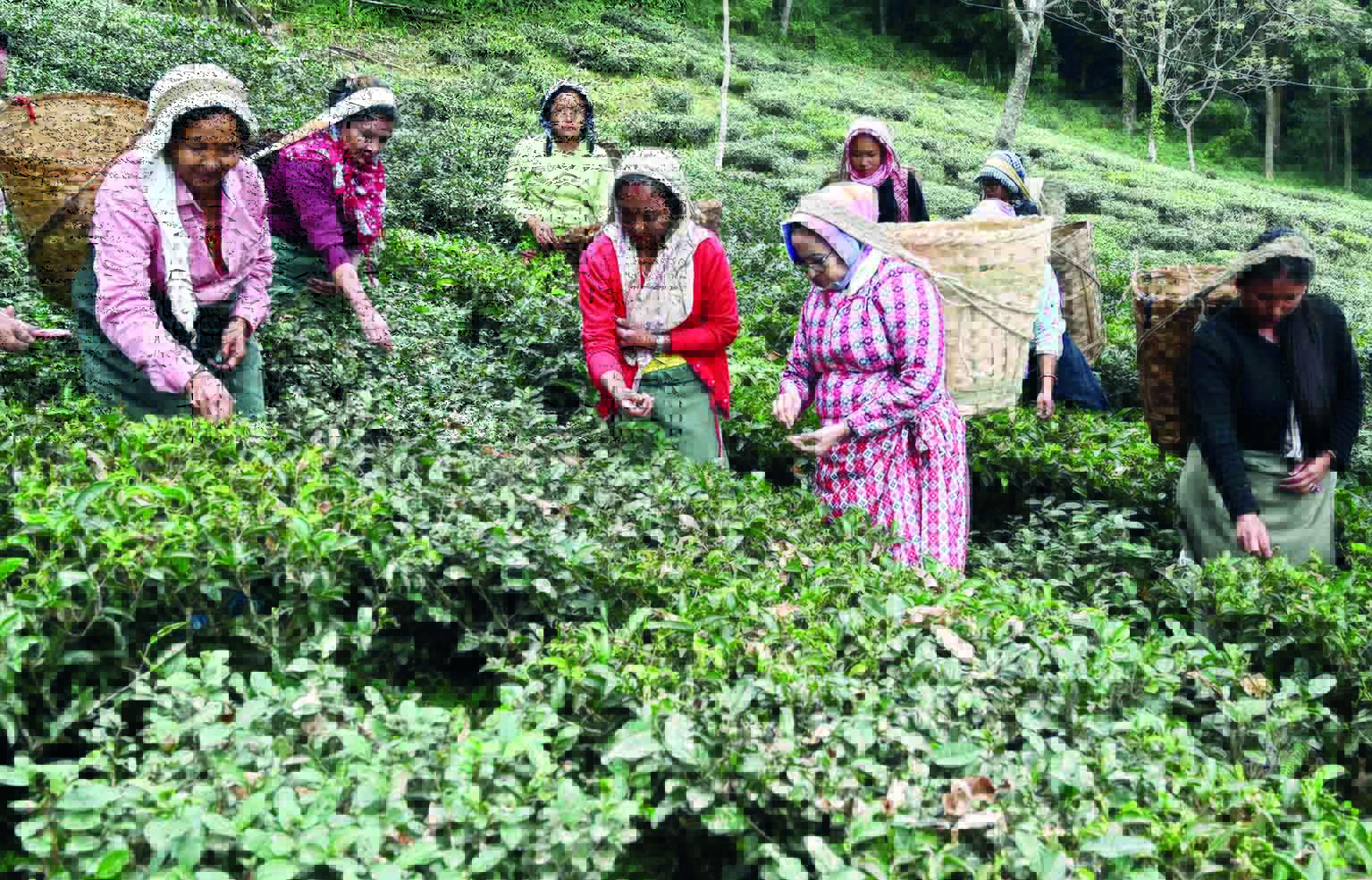 Mamata likely to attend various progs in N Bengal from Jan 29