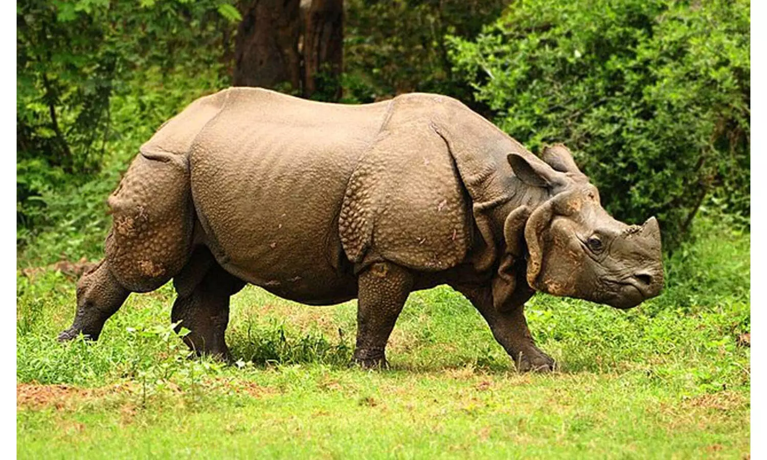 Assam rhino killing: Poachers arrested, horn recovered
