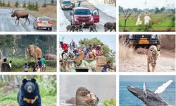 Beyond the human versus wildlife binary Beyond the human versus wildlife binary