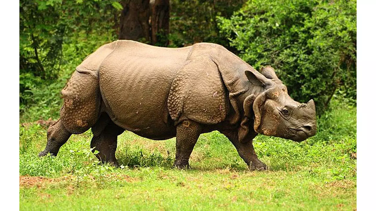 Assam rhino killing: Poachers arrested, horn recovered Assam rhino killing: Poachers arrested, horn recovered