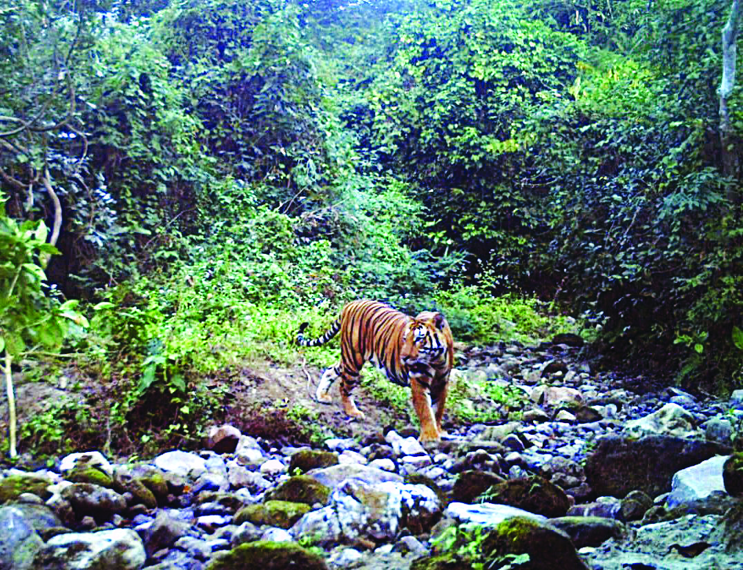 Tiger sighting ignites hopes of boost in wildlife tourism Tiger sighting ignites hopes of boost in wildlife tourism