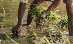 Blueprint for the future?