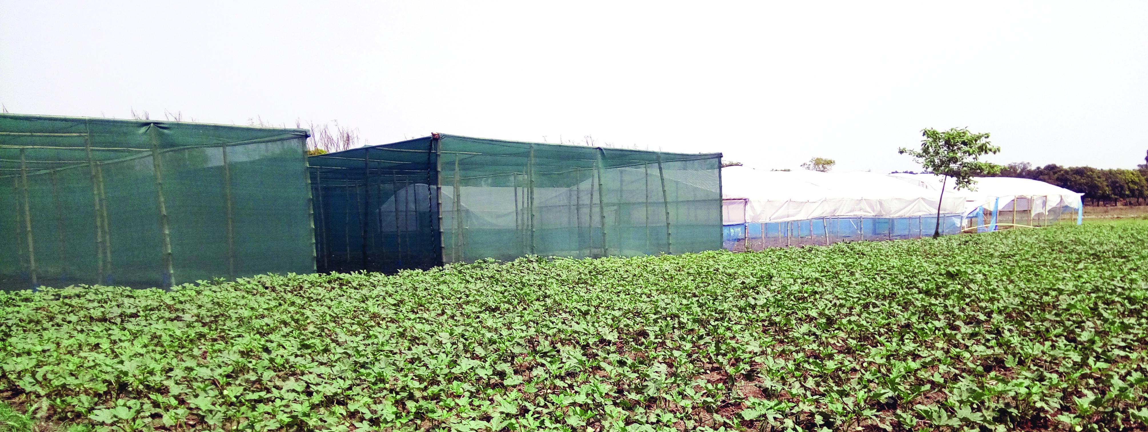 Malda setting up Polyhouses for production of off-season veggies