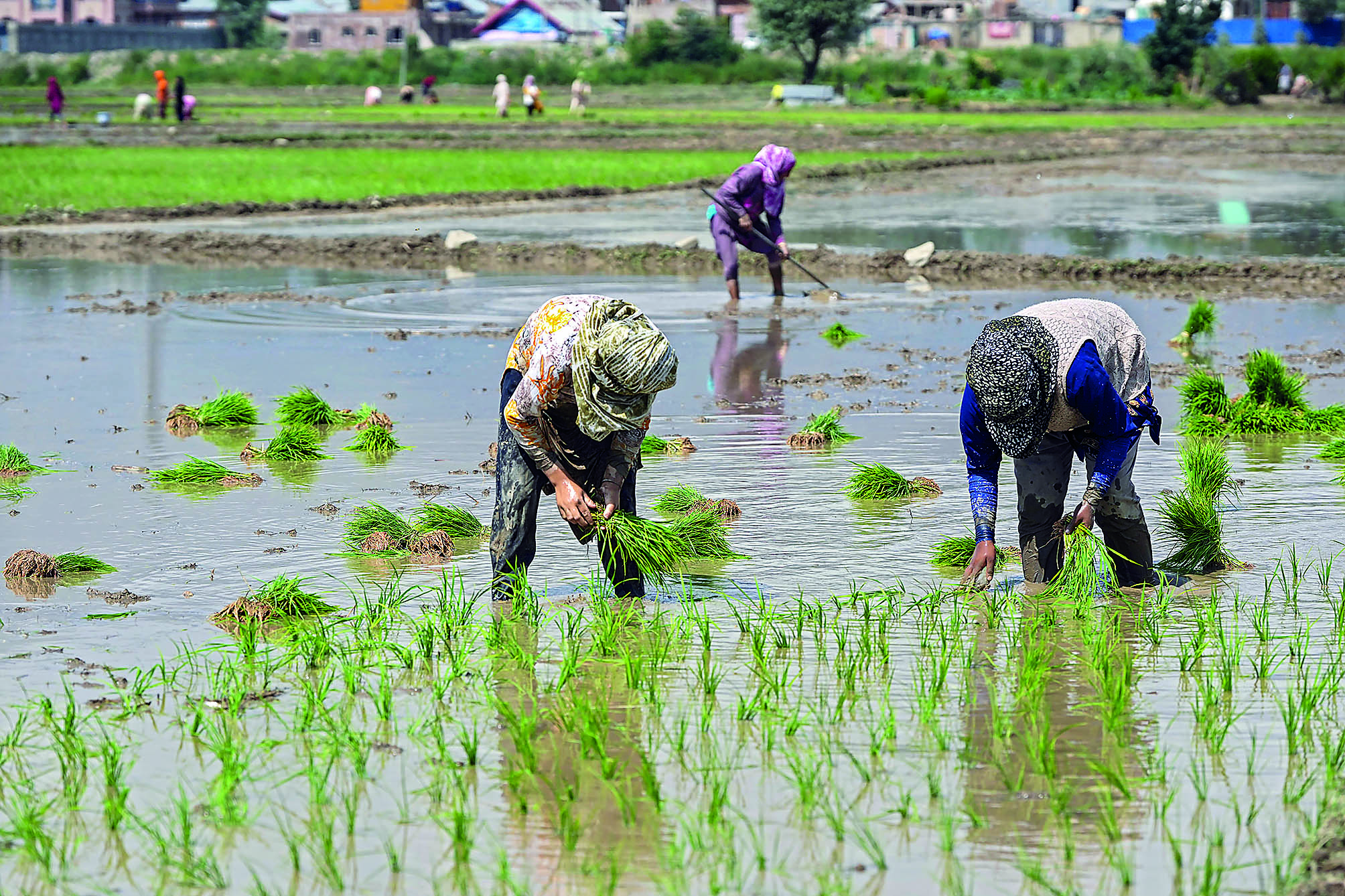 For FY25, Agriculture Ministry gets  Rs 1.27 lakh cr allocation in Budget