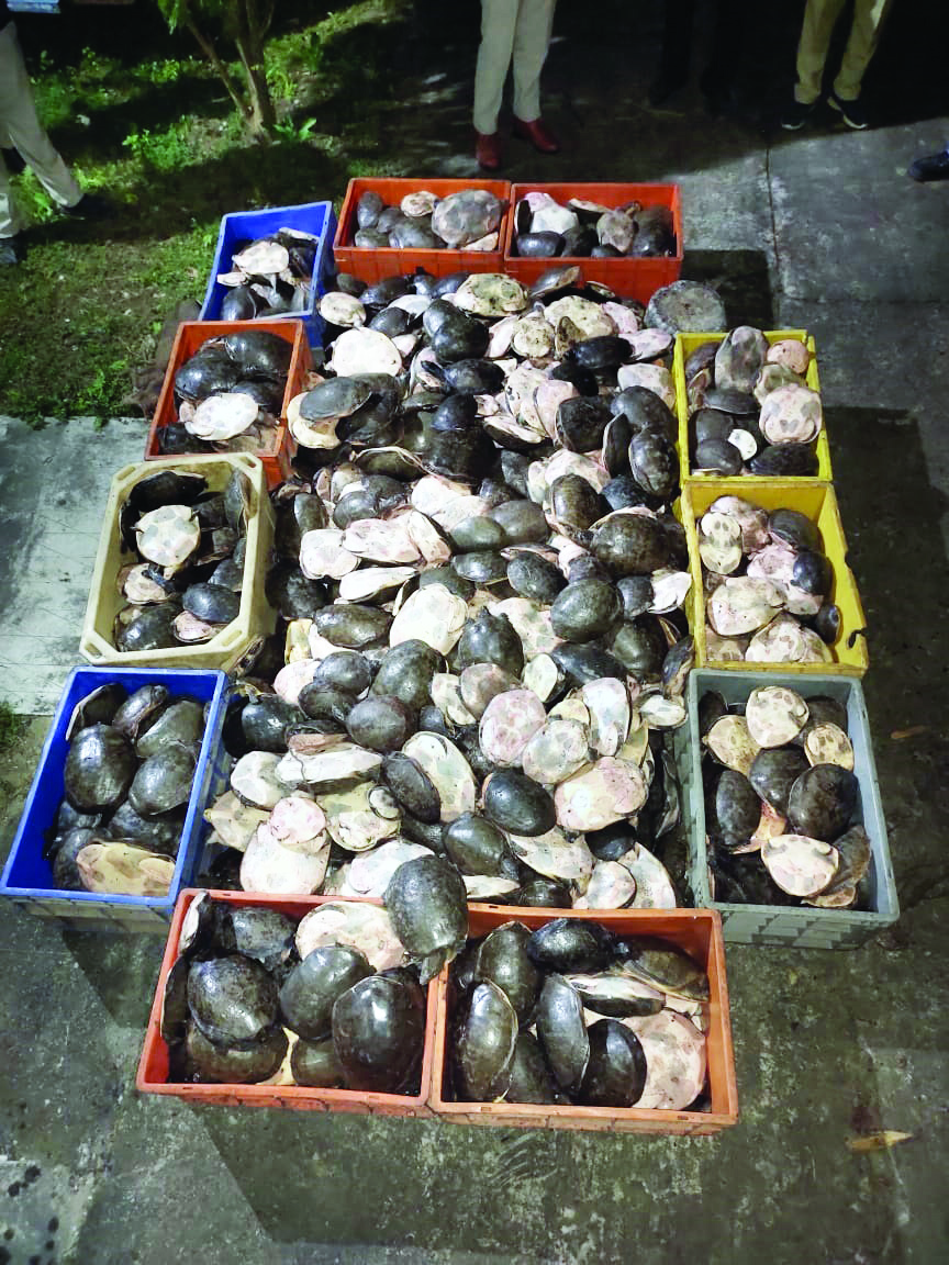 North 24-Pgns Forest Div arrests three, recovers 1450 turtles