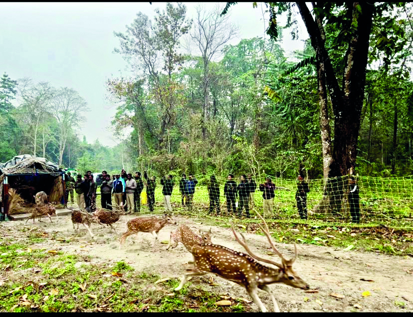 52 spotted deer released in Buxa Tiger Reserve
