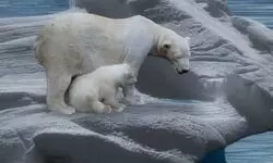 Chronicles of climate action