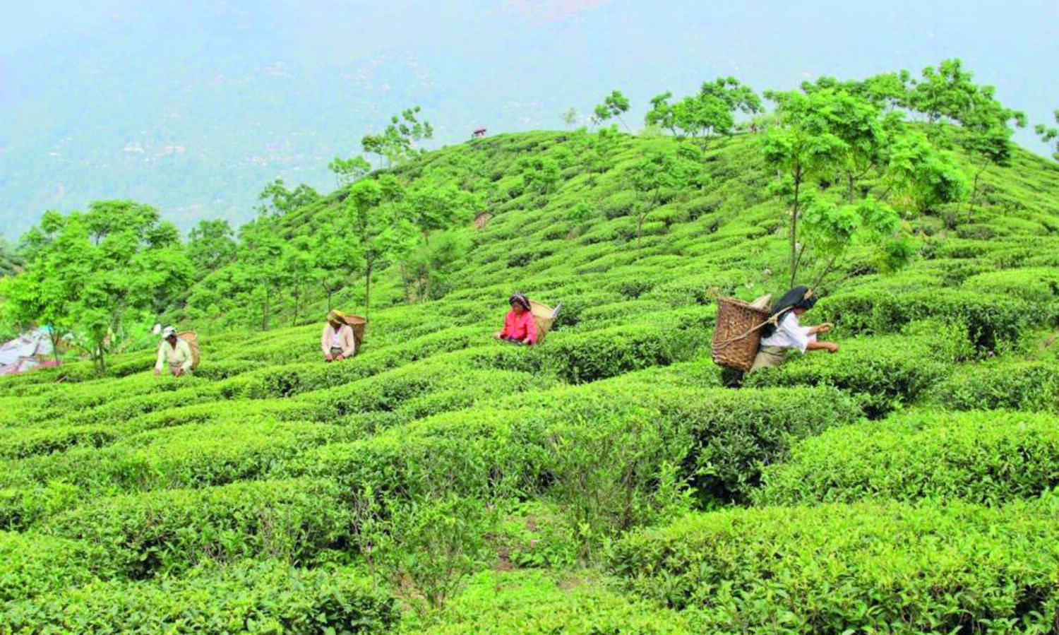 Cha Sundari scheme: 501 tea garden workers get pattas Cha Sundari scheme: 501 tea garden workers get pattas