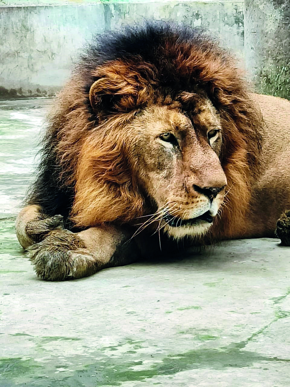 King of the jungle finally arrives at Bengal Safari Park King of the jungle finally arrives at Bengal Safari Park