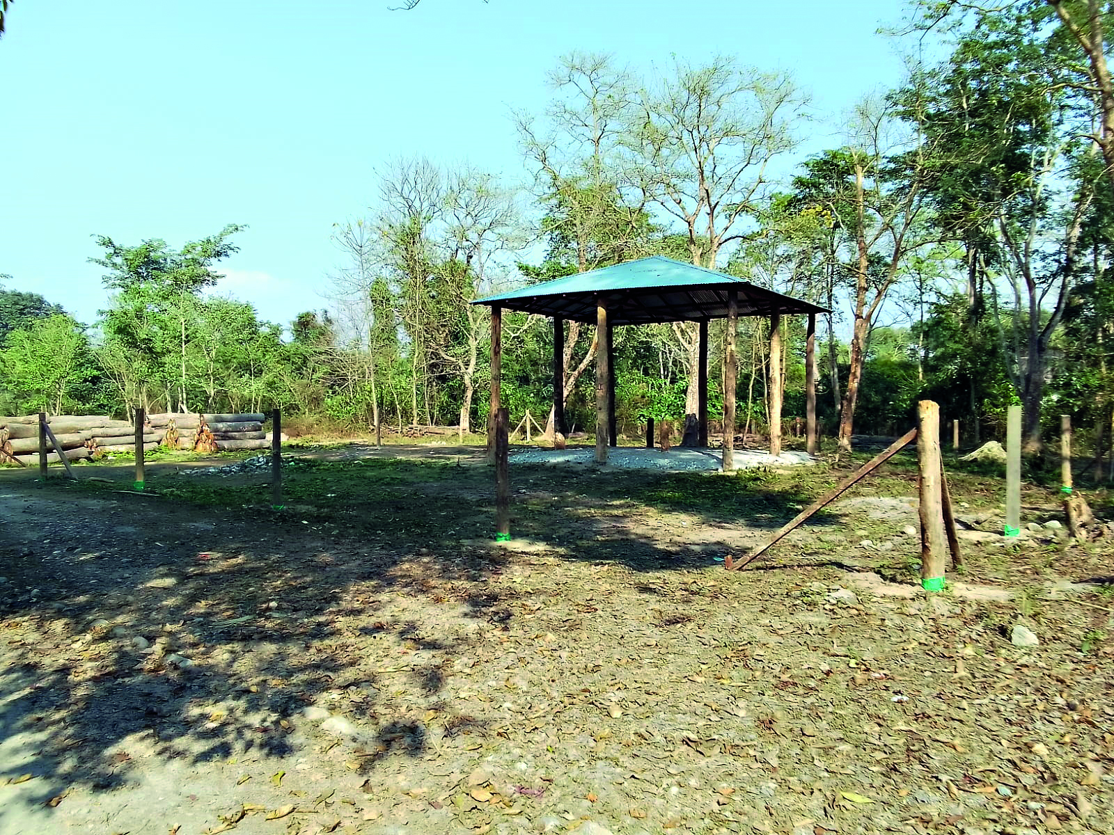Increased tiger presence: Buxa to bring in 2 Kunki elephants Increased tiger presence: Buxa to bring in 2 Kunki elephants