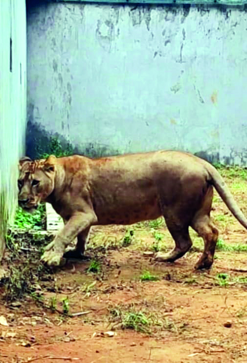‘Lions brought to Bengal Safari from Tripura have adjusted well’