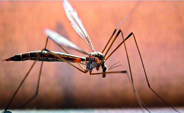 Death risk from chikungunya continues for up to 3 months: Study Death risk from chikungunya continues for up to 3 months: Study