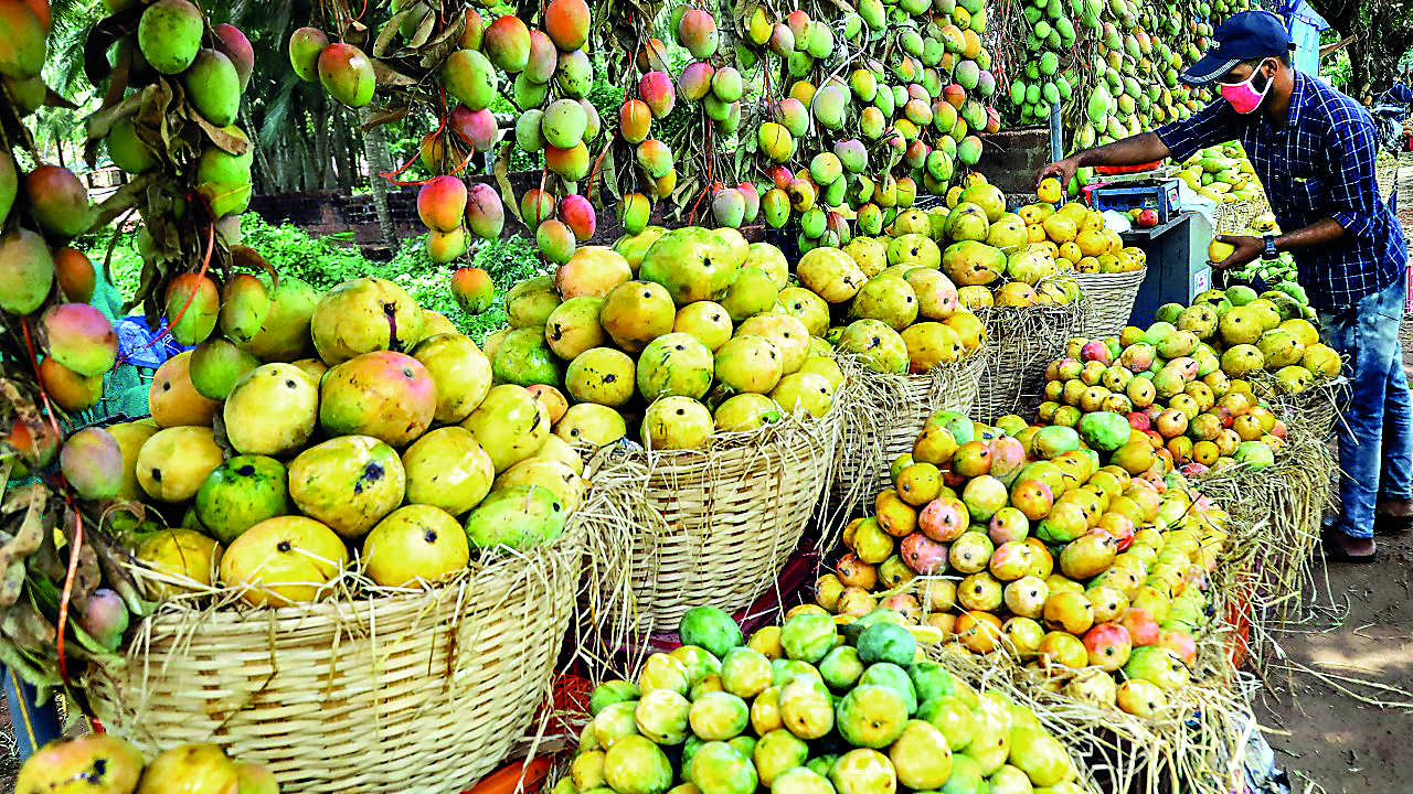 Malda: ‘Prolonged winter hinders budding in mango trees’