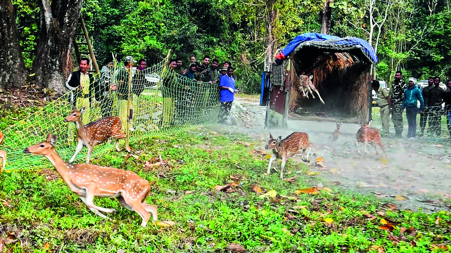 Buxa Tiger Reserve releases 29 spotted deer