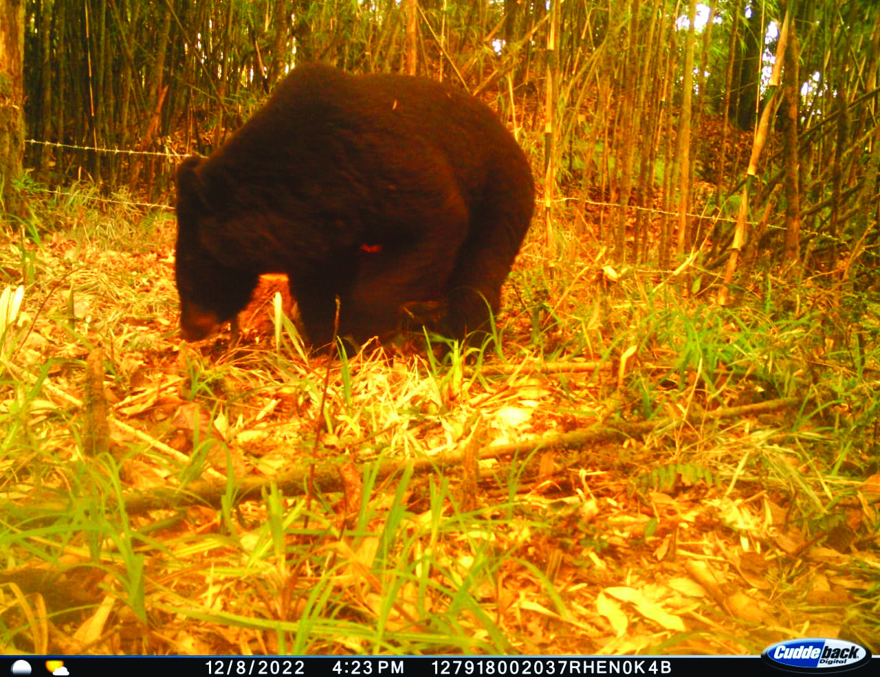 Darjeeling & Kalimpong lead in Asiatic black bear census