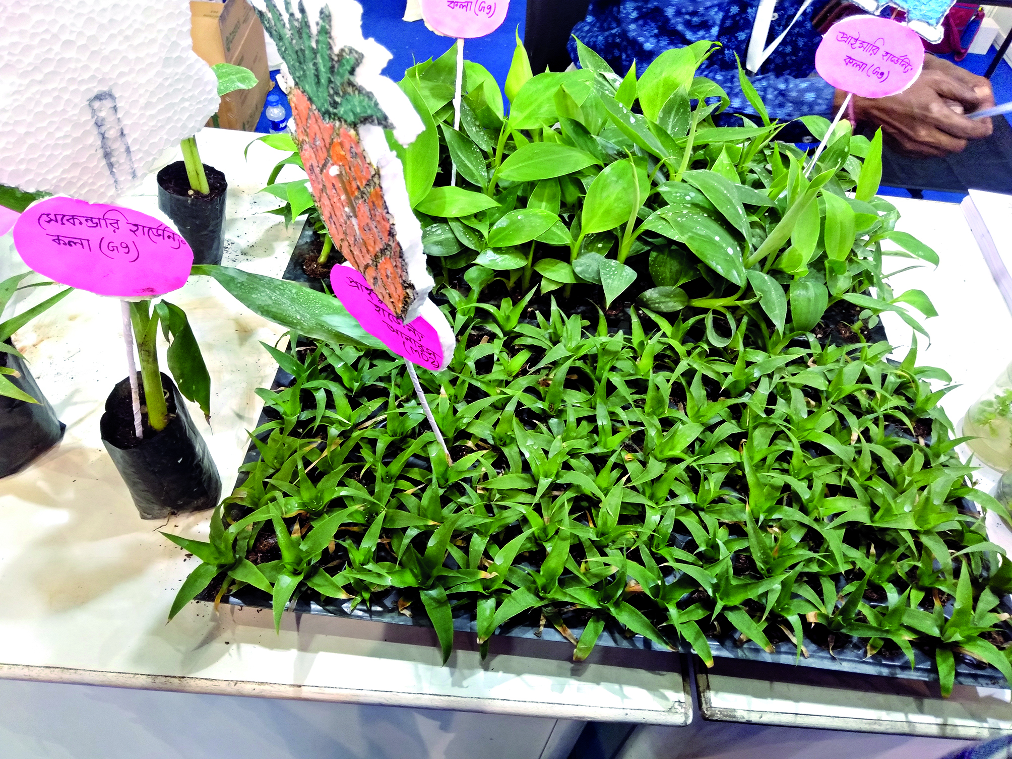 State receives order of 10 lakh pineapple saplings from Israel