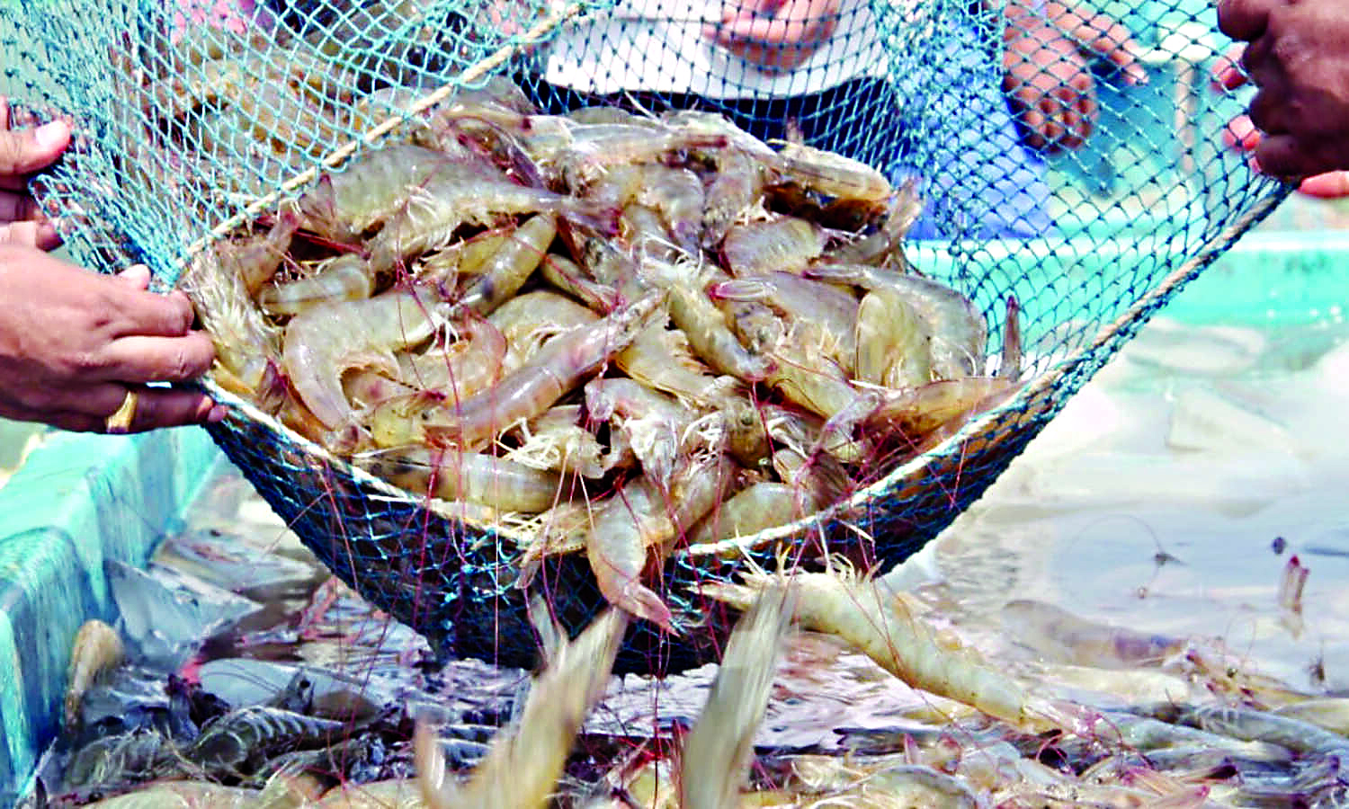 Export of sea shrimp to the US from Bengal likely to start soon