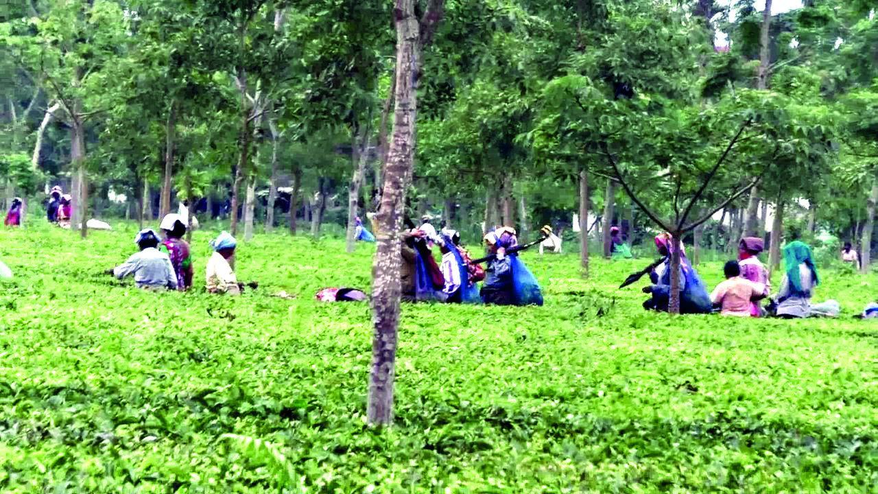 Tea gardens pray for rain as first flush season near