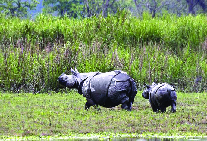 India and 4 allies target wildlife traffickers with Interpol’s help