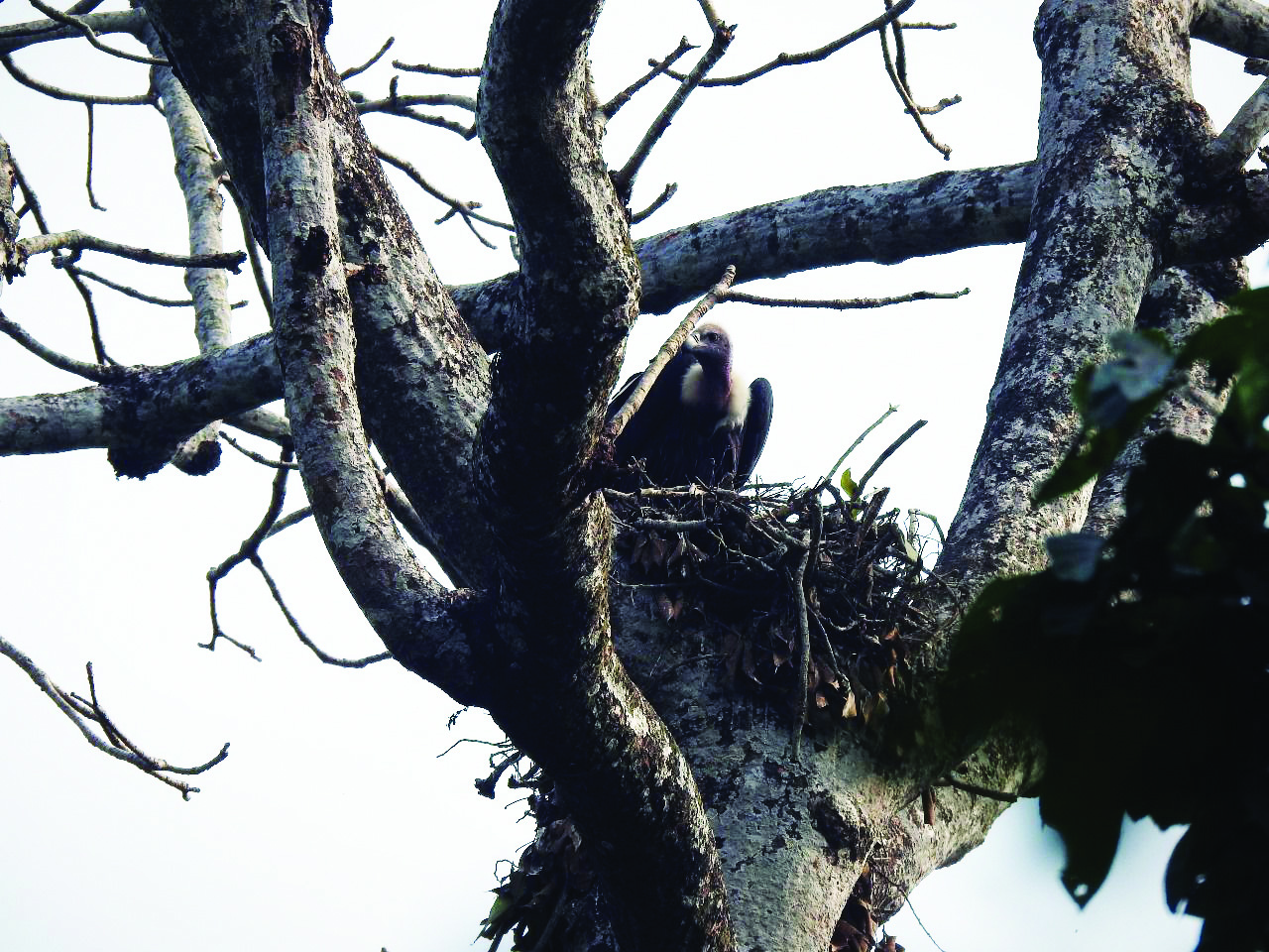Captive-bred vulture pair nurtures chicks in the wild