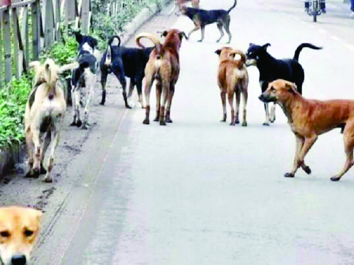 Toddler mauled to death by stray dogs in Capital