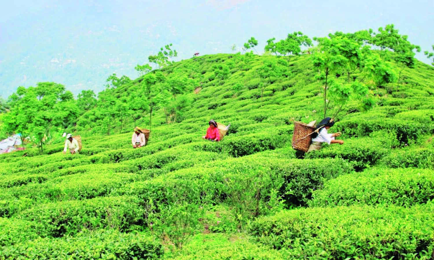‘With no rain in past 4 months’, tea industry faces production threat
