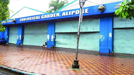 Alipore Zoo likely to get white tigers, bears & lemurs
