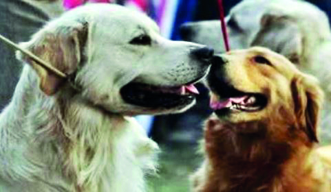 Man thrashed, bitten by dog for asking owner to keep pet on leash