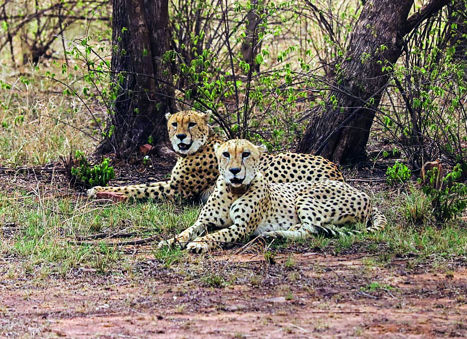 African experts to conduct surveys on translocating cheetahs to 2 sanctuaries in MP: Bhupender Yadav