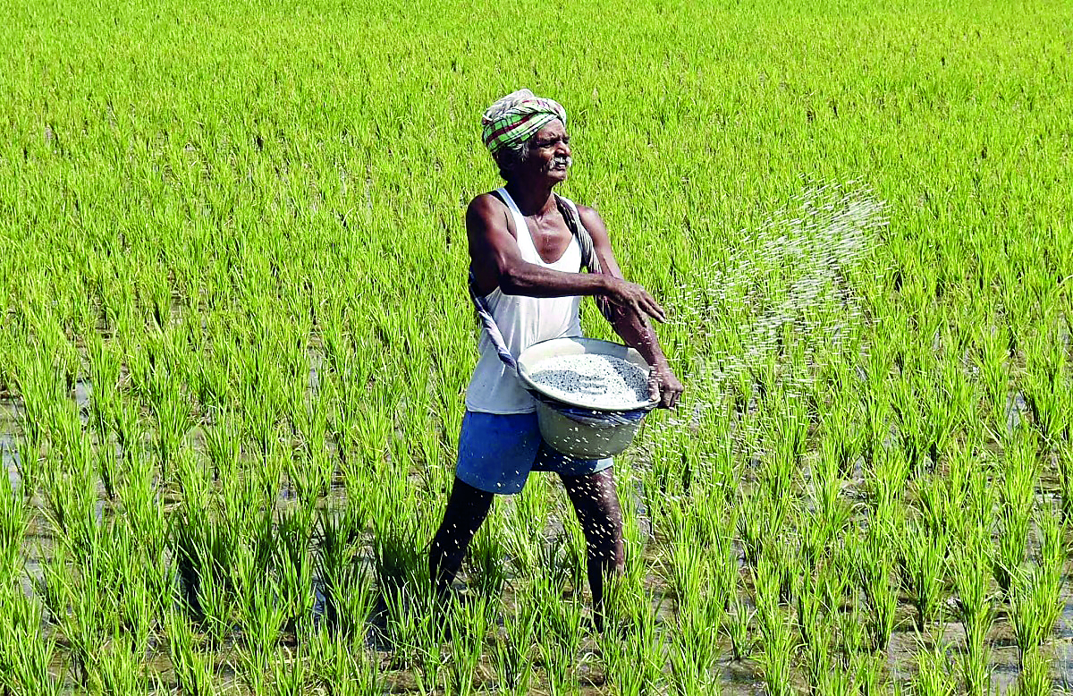 Govt nods `24,420 cr subsidy for P&K fertilisers for kharif season