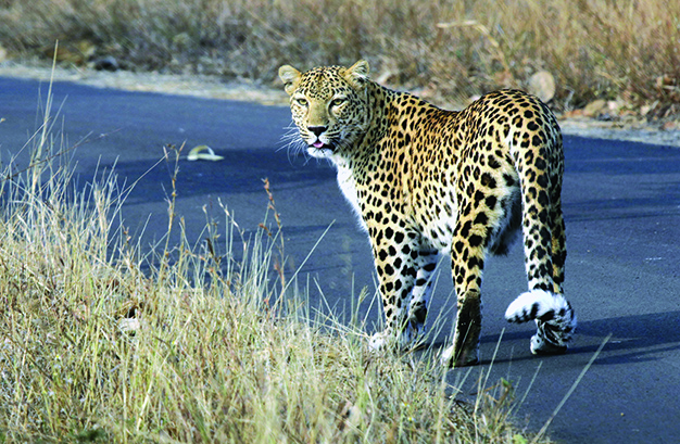 India’s leopard population rises to 13,874 India’s leopard population rises to 13,874