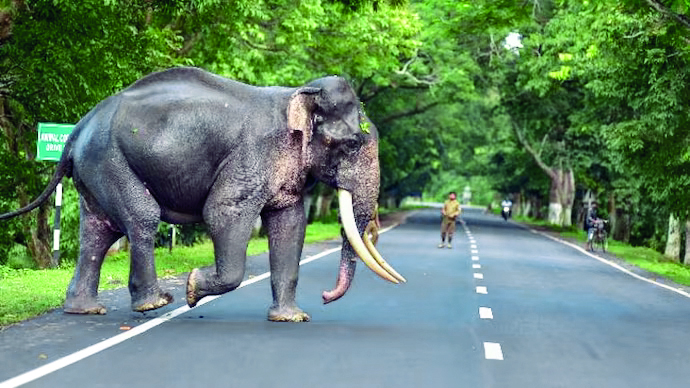 Human-animal conflict State-Specific Disaster, declares Kerala govt