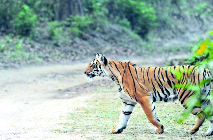 SC orders creation of panel to go into ecological damage in Corbett Tiger Reserve