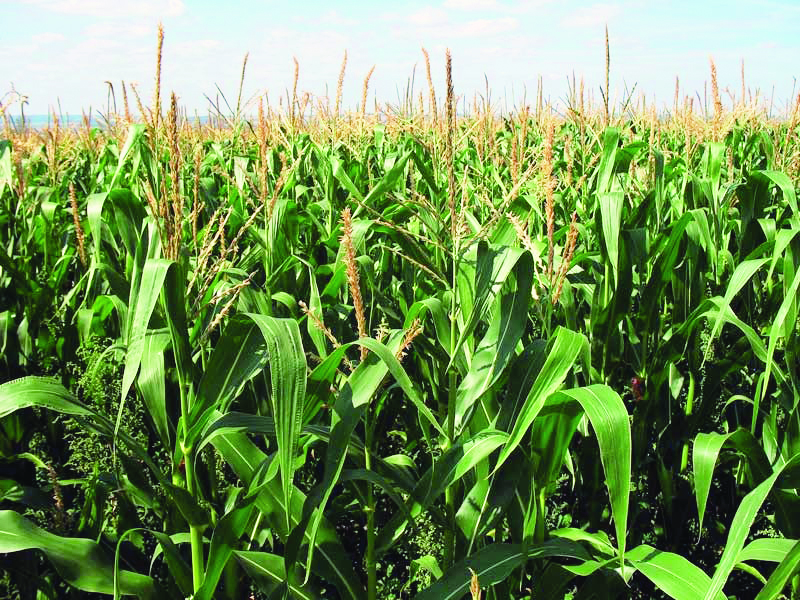 Govt plans to procure three types of pulses & maize at MSP Govt plans to procure three types of pulses & maize at MSP