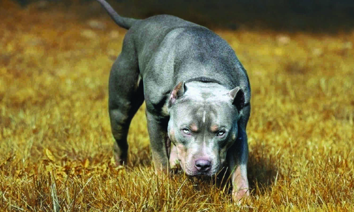 Pitbull panther for best sale sale