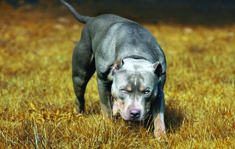 Centre tells states to ban breeding & sale of 23 ferocious dog breeds