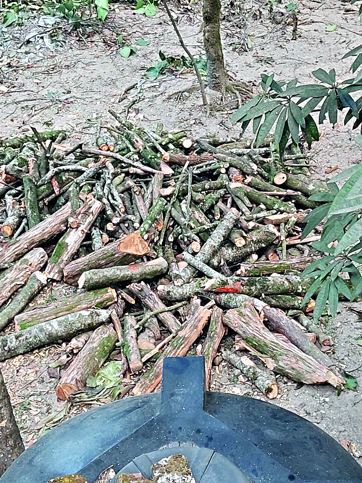 Darjeeling Bose Institute under scanner for ‘felling trees’